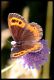 erebia_sp_1_1.jpg