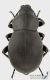 Gnaptor_spinimanus_s_C01657.jpg