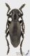 Dorcadion_m_s.jpg