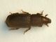 XiloCurculio03.jpg