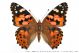 vanessa_cardui_296.jpg