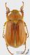 Holochelus_aequinoctialis_s_C01661.JPG