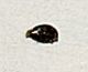 insetti_nido_uccello_Marcigliana_part..jpg