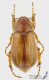 Firminus_fossulatus_s_C01658.JPG