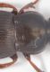 Carabidae A1.JPG