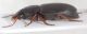 Carabidae A3.JPG
