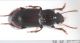Carabidae A4.JPG