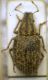 Strophomorphus porcellus.JPG