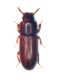 Palorus 002 copia.jpg