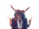 Palorus copia.jpg