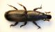 XiloCurculio05.jpg