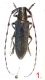 Agapanthia_1.JPG