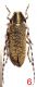 Agapanthia_6.JPG