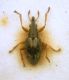 Kalcapion semivittatum (Gyllenhal, 1833).JPG