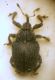 Ceutorhynchus P1070261.JPG