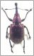 Rynchites-baccus.jpg