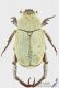 Hoplia_chlorophana_s_C01709.JPG