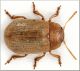 Gonioctena pallida Monte Bondone TN 2010.jpg