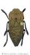 Capnodis tenebricosa2wtmk.jpg