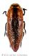 Sphenoptera antiquawtmk.jpg