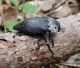 capnodis 3.JPG
