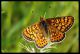 Euphydryas provincialis.jpg