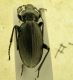 carabus 05.jpg