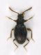 Scydmaenidae_Marcigliana_19-I-2011_1,5mm_a.jpg