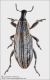 Mecaspis_sp.jpg