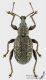 Otiorhynchus_s_C01777.JPG
