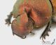 Onthophagus_coenobita_ls_C01771.JPG