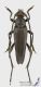 Pedostrangalia_verticalis_s_C01755.jpg