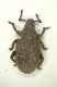 a Curculio1.JPG