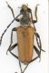 Pmaculicornis.jpg