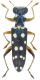 Cleridae sp 2.jpg