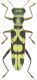 Cleridae sp.jpg