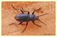 tenebrionidae.JPG