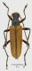 Cortodera-aspromontana02.jpg