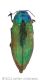 024_Eurythyrea austriacawtmk.jpg
