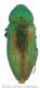 025_Eurythyrea quercuswtmk.jpg
