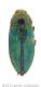 029_Buprestis rusticawtmk.jpg