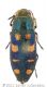 028_Buprestis octoguttatawtmk.jpg