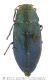 031_Phaenops cyaneawtmk.jpg