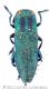 033_Anthaxia diademawtmk.jpg