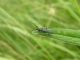 Agapanthia_intermedia_imago02.JPG