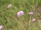 knautia_arvensis.jpg