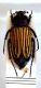 Scarabaeidae-di-Turchia.jpg