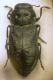 Anthaxia quadripunctata (Linnaeus, 1758).JPG