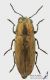 Sphenoptera_s.JPG