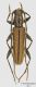 Icosium-tomentosum-atticum02.jpg